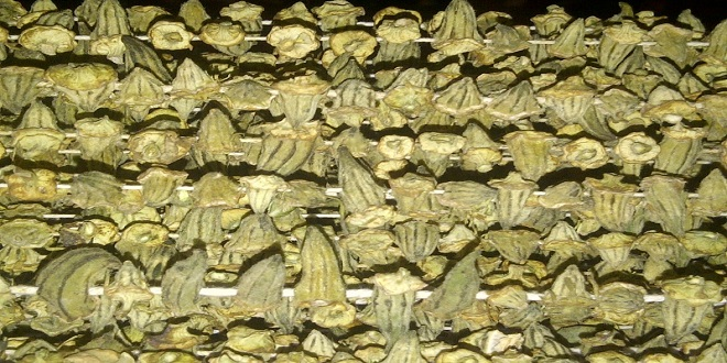 Dalında 7 Lira, İpe Dizilince Fiyatı Altınla Yarışıyor