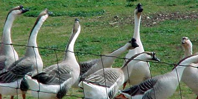 Çin Kazı Kars`ta Sofraları Süsleyecek