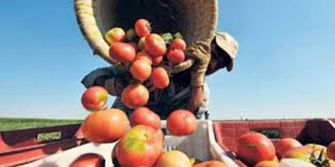 Dağ Köylerinde Sebzecilik ve Meyvecilik Desteklenecek