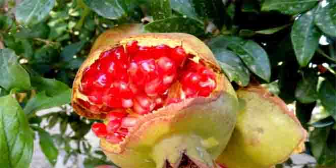 Ayvacık`ta Dalında Çatlayan Nar, Meslek Sahibi Yaptı