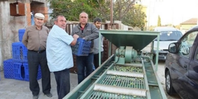 Edremit Körfezinde Zeytin Hasadına Başlandı