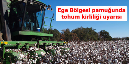 Ege Bölgesi pamuğunda tohum kirliliği uyarısı