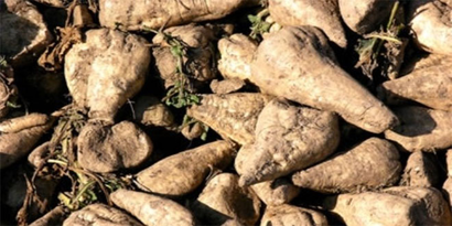 Erciş Şeker Fabrikası`ndan Pancar Avans Ödemesi