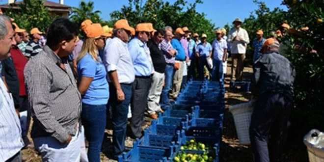 Erdemli`de Hasat Şenliği