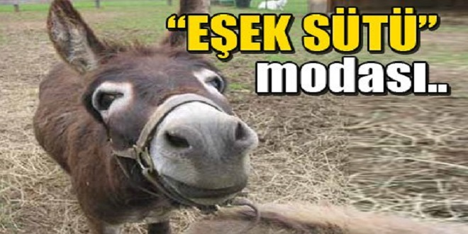 Rumlar Eşek Sütüne Merak Saldı