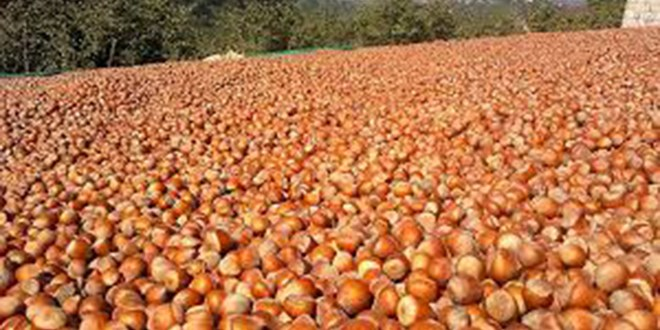 Fındığı Emanete Vermeyin Uyarısı