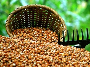 Fındıkta yıllık artış yüzde 114