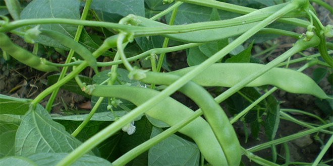 Gembos Ovası`nda Çiftçinin Yeni Umudu Fasülye Tarımı