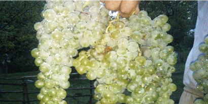 Giresun`da Üzüm Ek Gelir Sağlayacak