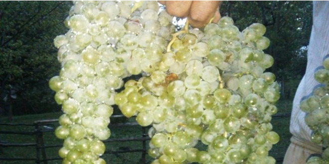 Giresun`da Üzüm Ek Gelir Sağlayacak