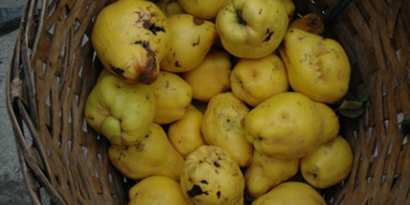 Gökçeağaç Ayvası Pazardaki Yerini Aldı