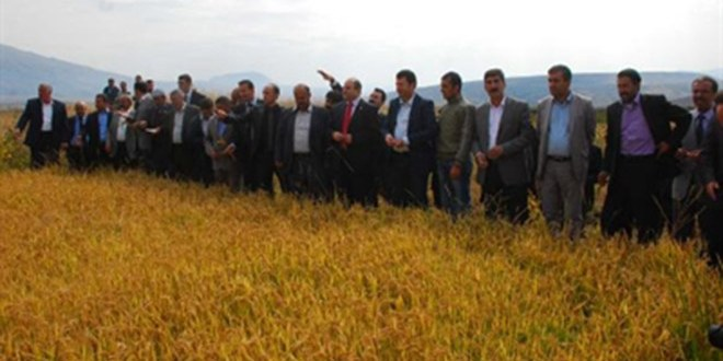 Güroymak`ta 74 Yıl Sonra Pirinç Hasadı