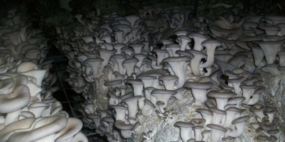 Güroymak`ta Çeltikten Sonra, Mantar Üretimine de Başlanılıyor