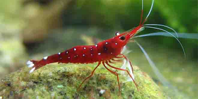 Havuzda Karides Ürettiler