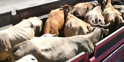 Gümüşhane`den Trakya`ya Hayvan Sevkıyatı