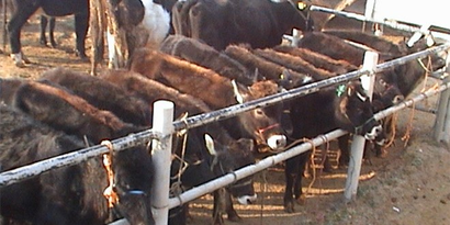 Afyonkarahisar`daki Çayırbağ Hayvan Pazarı Kapatıldı