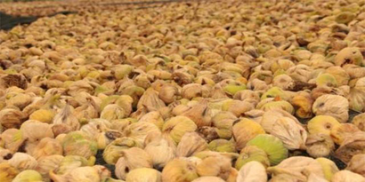 İncirde Üretici Değil Aracı Kazanıyor