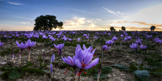 İran`da Safran Hasadı