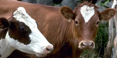 Hayvan İthaline Yüzde 40 İzin Verilmesi Türk Hayvancılığını Bitirir