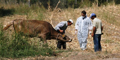 İtlaf Edilen 512 Büyükbaş Hayvanın Ücret Bedeli Ödenmeye Başlandı