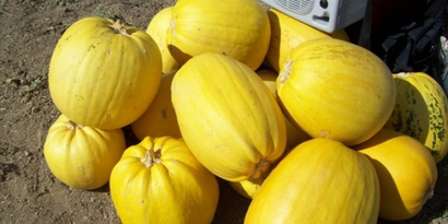 Kabak Posaları Yem Olacak