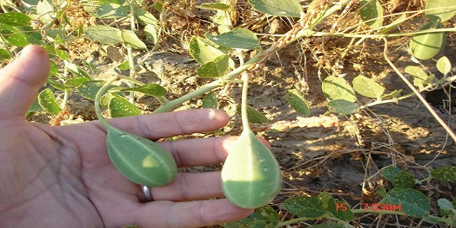 Yozgat`tan Avrupa Ülkelerine ve ABD`ye Kapari İhracatı