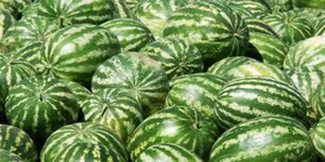 Karpuzdaki Hastalık ABD`den yayıldı