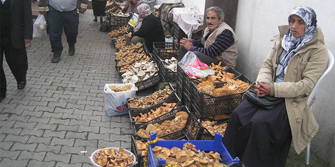 Kastamonu`da Mantar Bolluğu Yaşanıyor