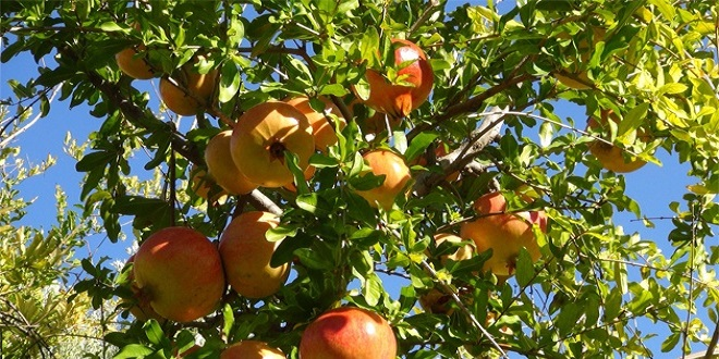 Tescilli Keben Narı, Üreticiyi Sevindirecek