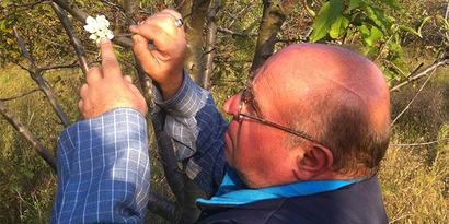 Bursa`da Kirazlar Çiçek Açtı