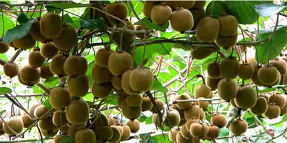 Kivi Rekoltesinde Düşüş