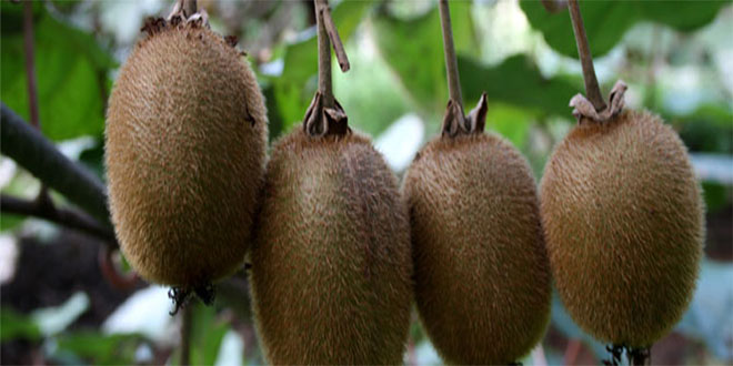 Kivi Hasat Tarihi Belirlendi