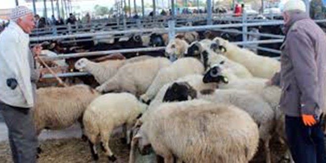 Konya`da Hayvanlar Görücüye Çıktı