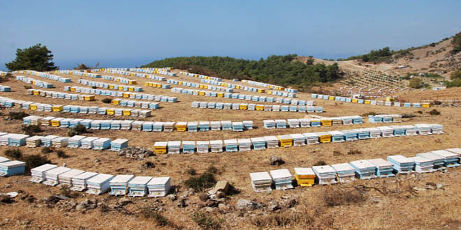 Arı Kovanlarında Sonbahar Bakımı