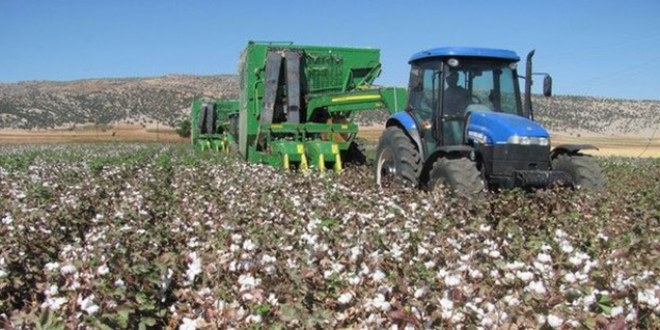 Silopi`de Makineli Pamuk Hasadı