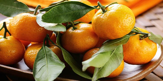 Satsuma Mandalinanın İhracat Yolculuğu 13 Ekim`de Başlıyor