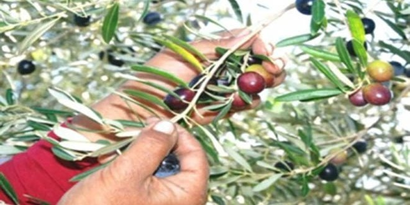 Manisa`da Sofralık Zeytin Hasadı Başladı