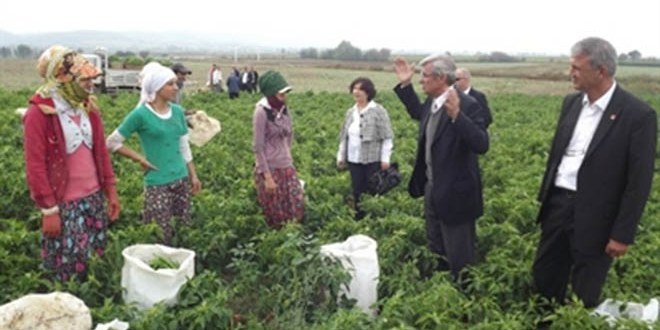 Mardinli Kızlar Çeyiz Düzmek İçin Bursa`da Biber Topluyor