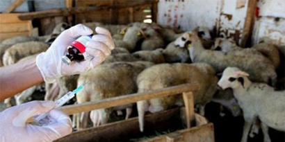 Mavidil Hastalığı İçin Manisa`ya 50 Bin Aşı Geldi