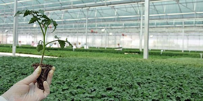 Mersin`de Örtü Altı Üretim Alanı Yüzde 48 Arttı