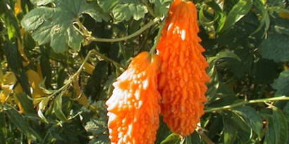 Meyve Deposu İlçeye Alternatif Ürün: `Kudret Narı`