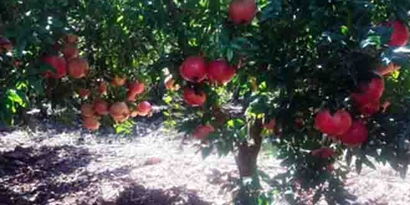 Nar Hasadı Başladı