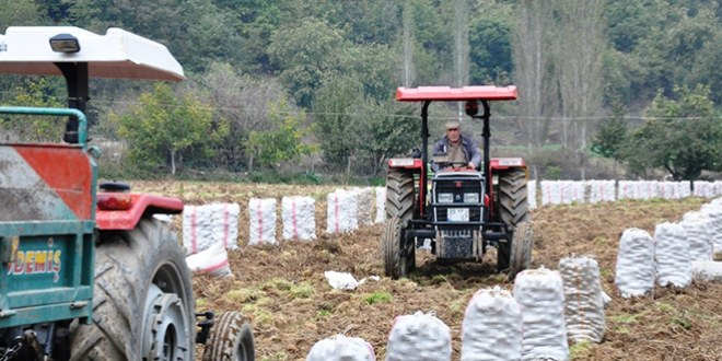 Bozdağ`da Yayla Patatesi Sezonu Açıldı