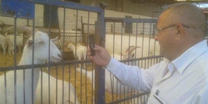 Koyun-Keçi Yetiştiriciliği Gözde Meslek Haline Geldi