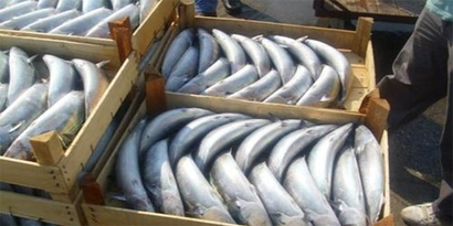 Palamut Balığı Avcılığında Birinciyiz