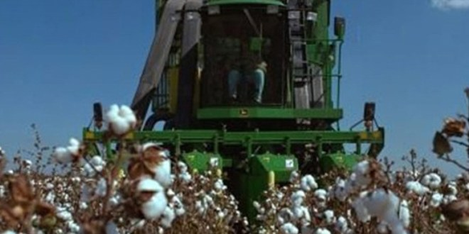 Pamuk Üretiminde Tehlike Çanları