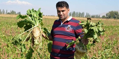 Pancar Hasat Bayramı Başladı