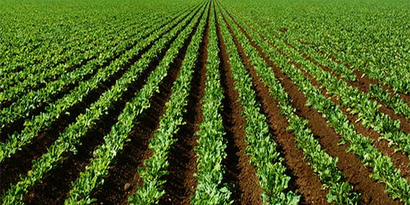 Şeker Pancarında Büyük Kayıp