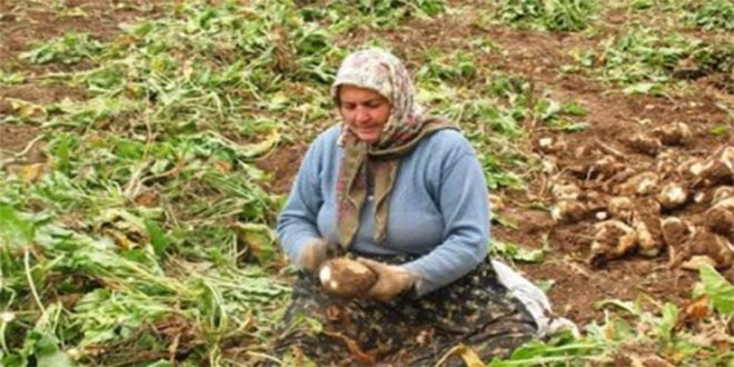 Pancar Üreticileri, Şeker Veriminin Düşüklüğünden Dertli
