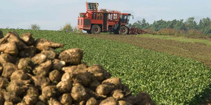 Suşehri ve Akıncılar`da Şeker Pancarı Alımları Başladı